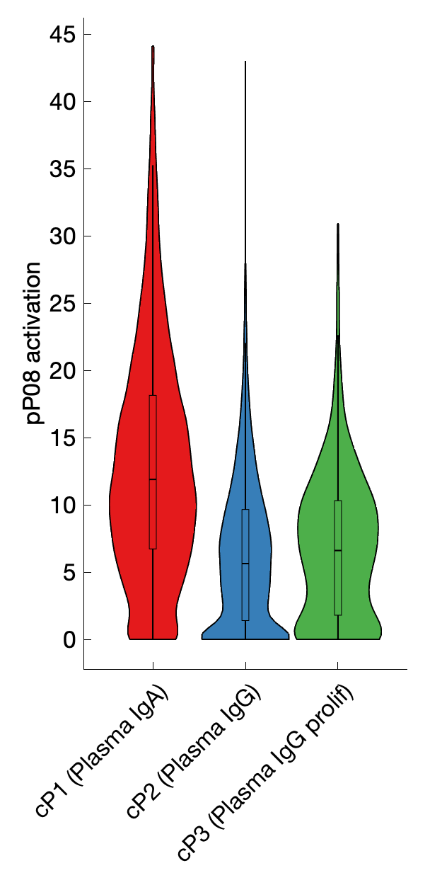 Gene program activation of pP08 by different cell subtypes