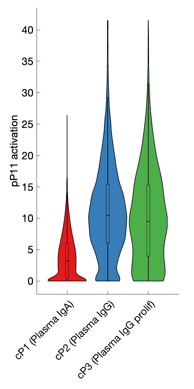 Gene program activation of pP11 by different cell subtypes