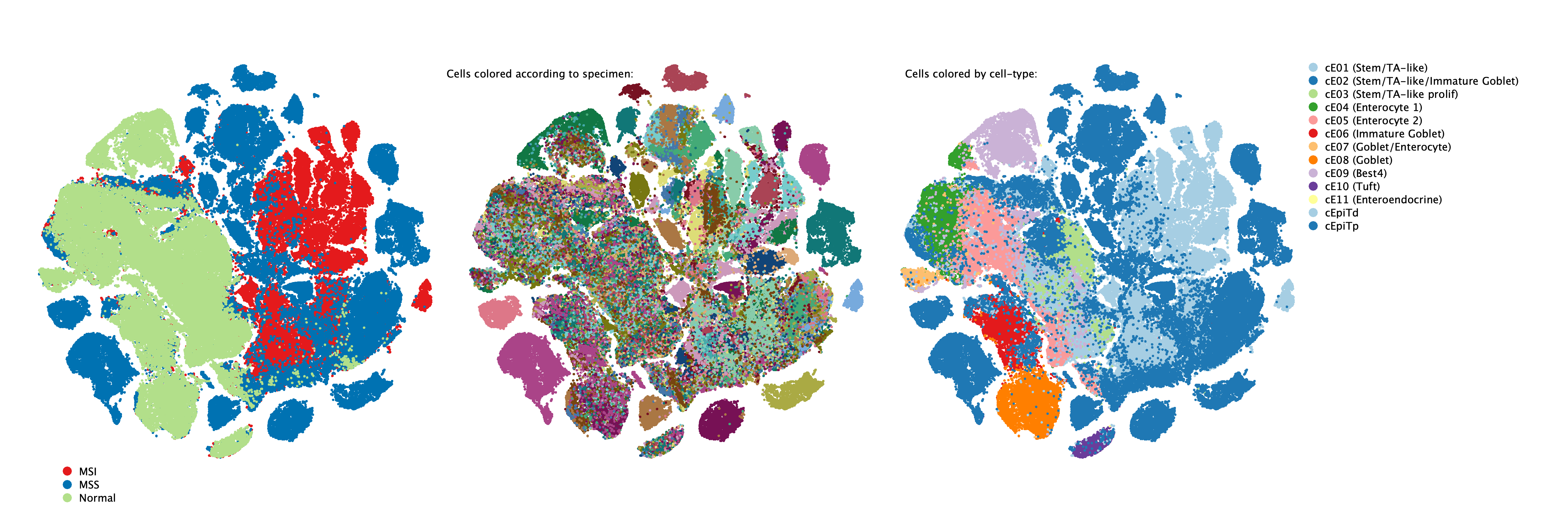 Overview of epithelial cell composition